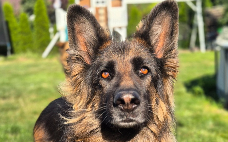 Owczarek niemiecki z wyrazistymi oczami na tle zielonej trawy.