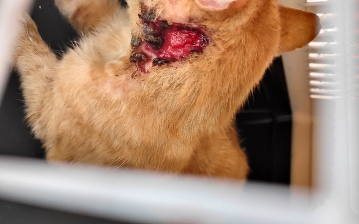 Zbiórka Rudy emeryt z rozerwaną szyją - zdjęcie główne