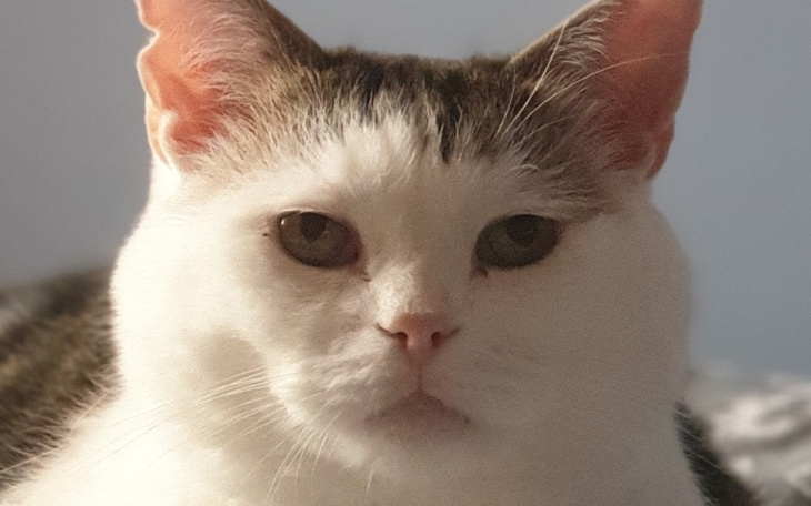 Zbiórka Sanacja jamy ustnej dla kotka - zdjęcie główne