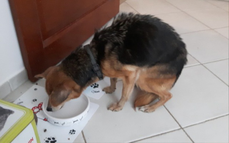 Zbiórka Diagnostyka i leczenie Nutki - zdjęcie główne