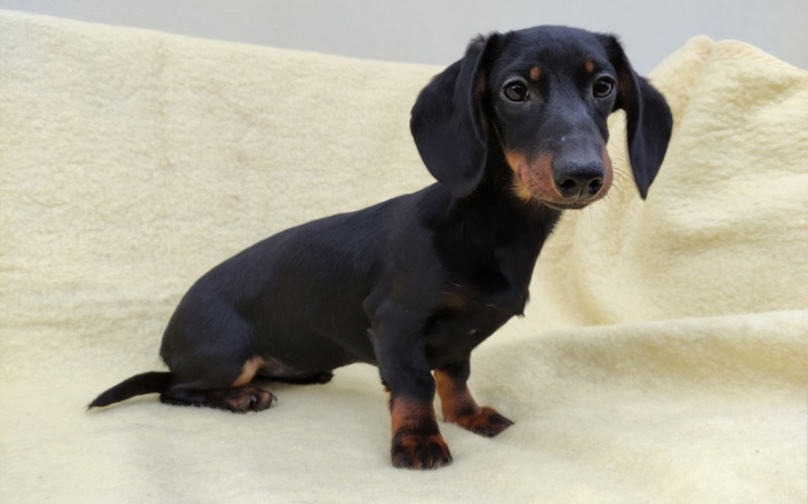 Zbiórka Zbieram na pieska jamnika - zdjęcie główne