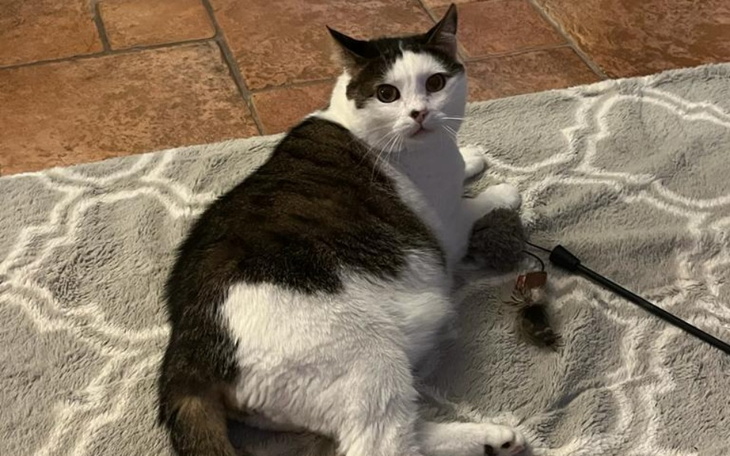 Zbiórka Nie planowałam kolejnego kota - zdjęcie główne