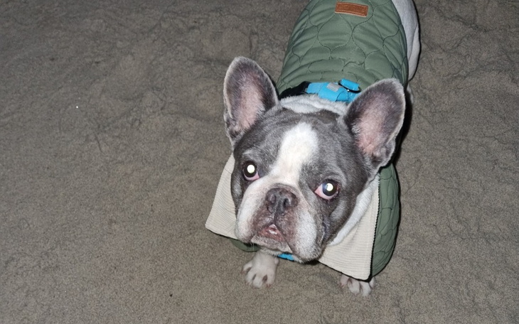 Pies w zielonej kurtce, stojący na plaży.