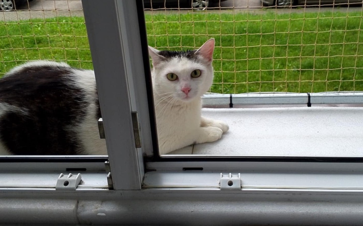 Kot leżący na parapecie, patrzący przez okno.