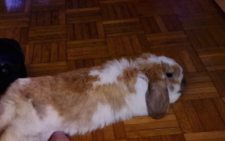 Zbiórka kastracja tofika - zdjęcie główne