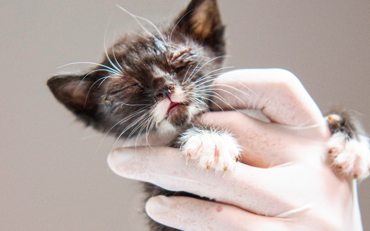 Zbiórka Mruczarnia lipiec - zdjęcie główne