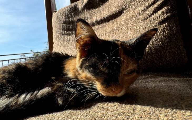 Kot w słońcu, odpoczywający na kanapie.