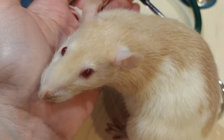 Zbiórka Latająca szczurzyca - zdjęcie główne