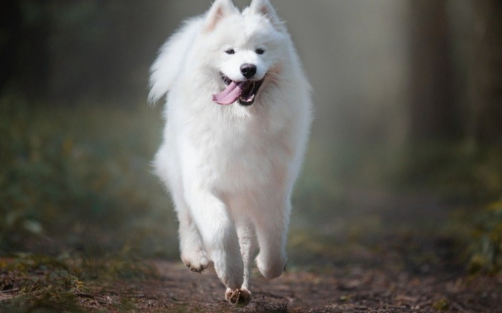 Zbiórka Zbieram na pieska rasy samoyed - zdjęcie główne