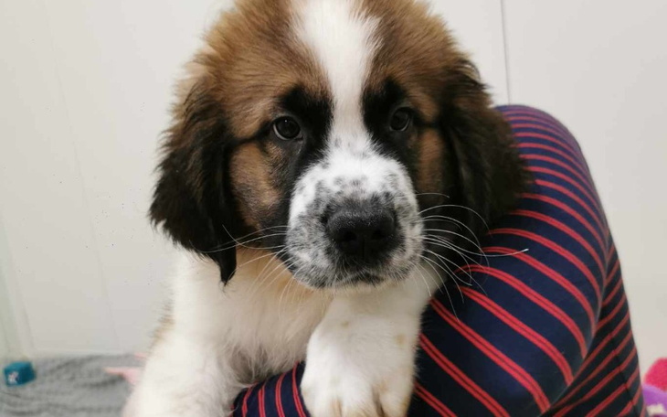 Zbiórka TIK TOK dla psiaków JUDYTY - zdjęcie główne