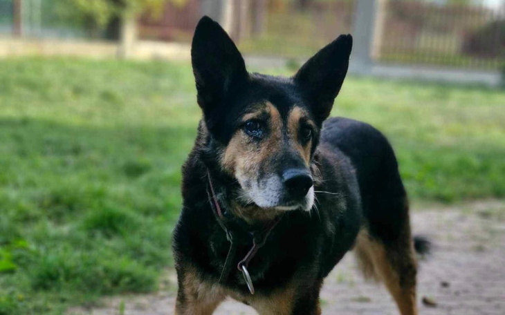 Zbiórka FELEK- chore oko i hotelik - zdjęcie główne