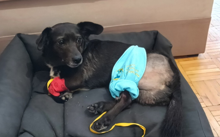 Pies w legowisku, w ubraniu po operacji, z opatrunkiem na łapie.