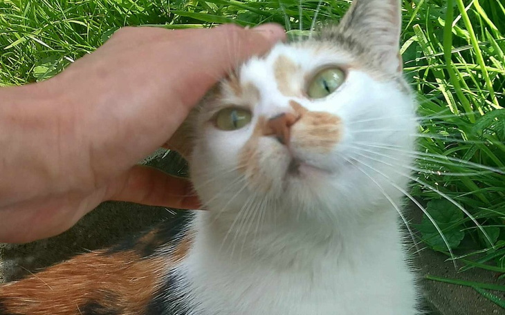 Zbiórka Na ratunek kotce Dorotce - zdjęcie główne