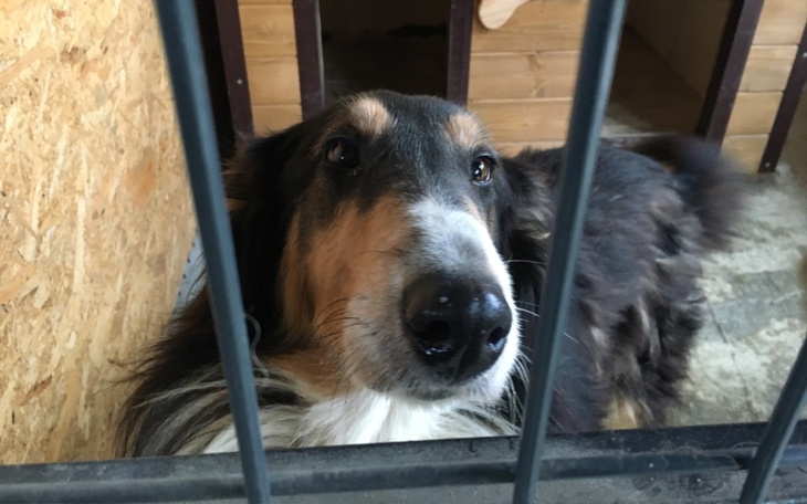 Zbiórka pieniądze na rzecz schroniska - zdjęcie główne