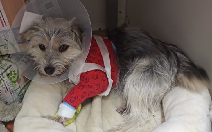 Zbiórka Nie pozwól obciąć mi łapki... - zdjęcie główne