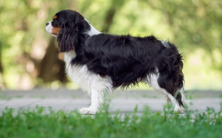 Zbiórka Na psa cavaliera - zdjęcie główne