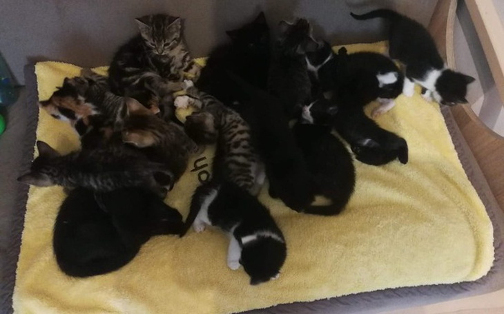 Zbiórka Kocie Przedszkole - zdjęcie główne