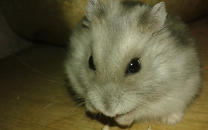 Zbiórka Na nową klatkę dla chomiczki - zdjęcie główne