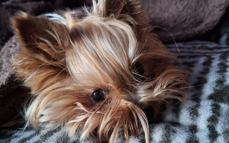 Zbiórka Maja potrzebuje pilnych badań - zdjęcie główne