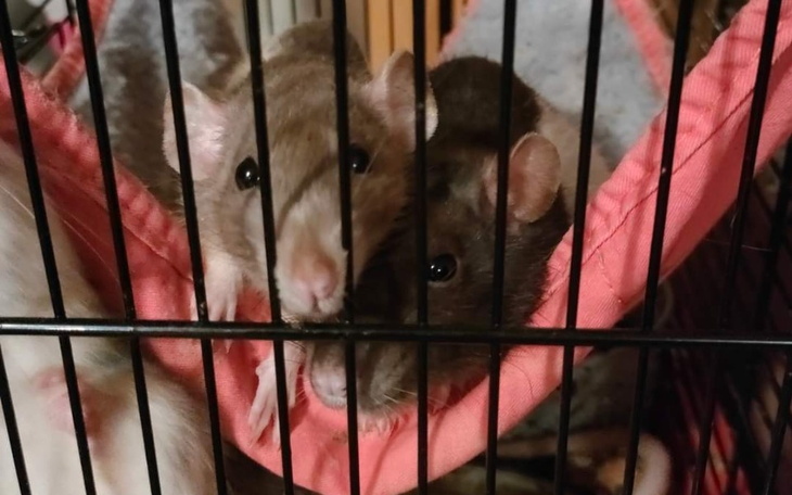 Zbiórka Ciulowe Hospicjum is back - zdjęcie główne