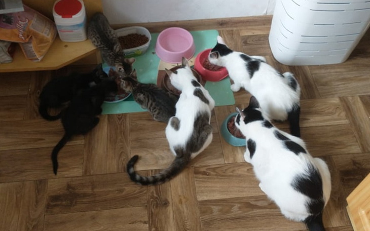 Zbiórka Posiłek dla bezdomnego dziecka.. - zdjęcie główne