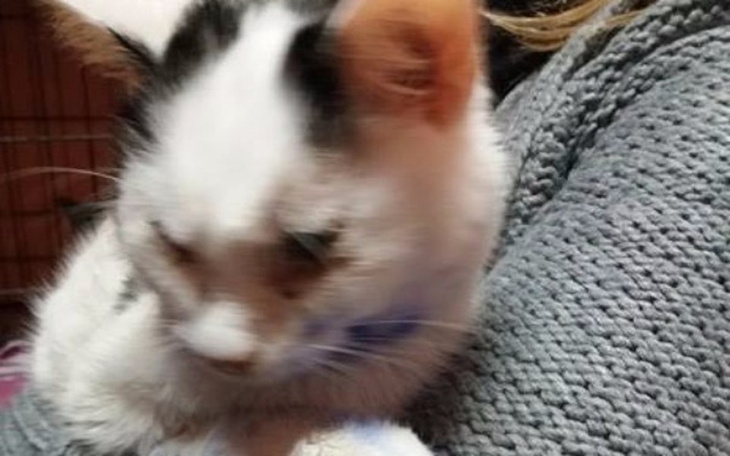 Zbiórka Jeszcze możemy je uratować. - zdjęcie główne