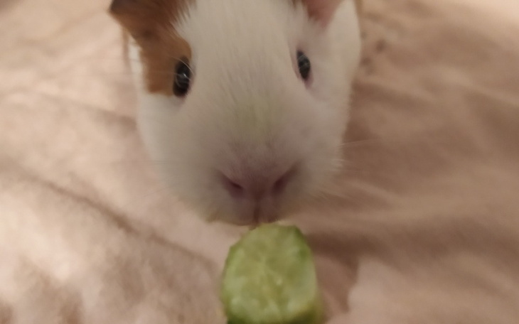 Zbiórka Na głupotę - zdjęcie główne