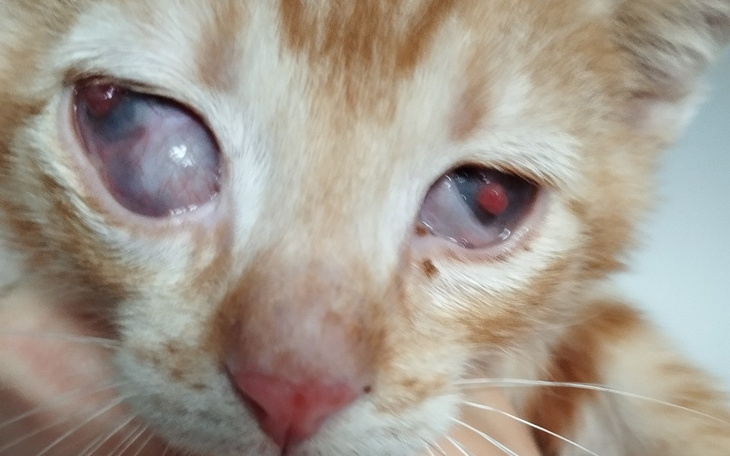 Kociak z problemami ze wzrokiem, trzymany w rękach.