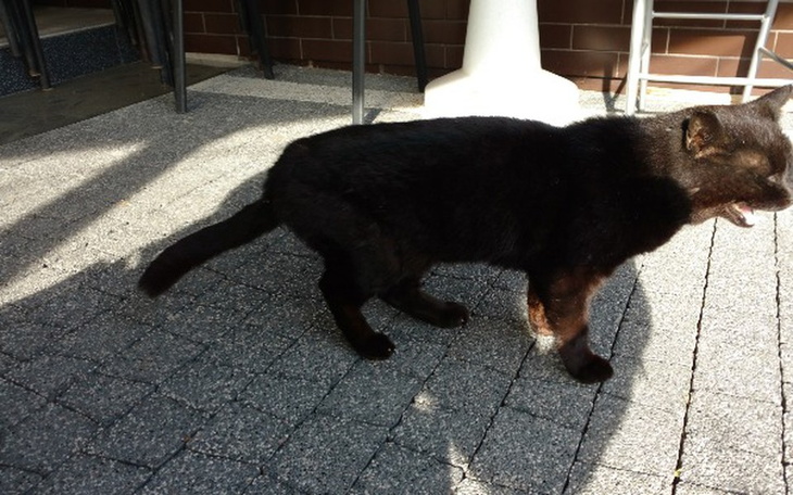 Zbiórka Operacja główki kości udowej - zdjęcie główne