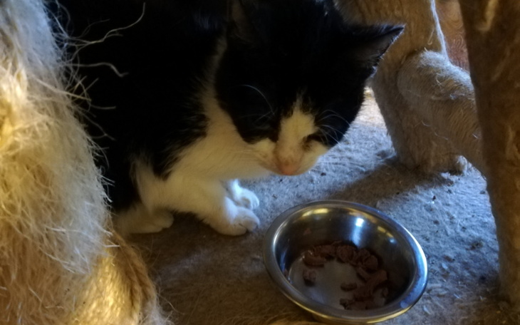 Zbiórka Kot też człowiek, pomóc trzeba - zdjęcie główne