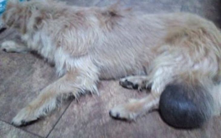 Zbiórka Pies z ogromnym guzem - zdjęcie główne