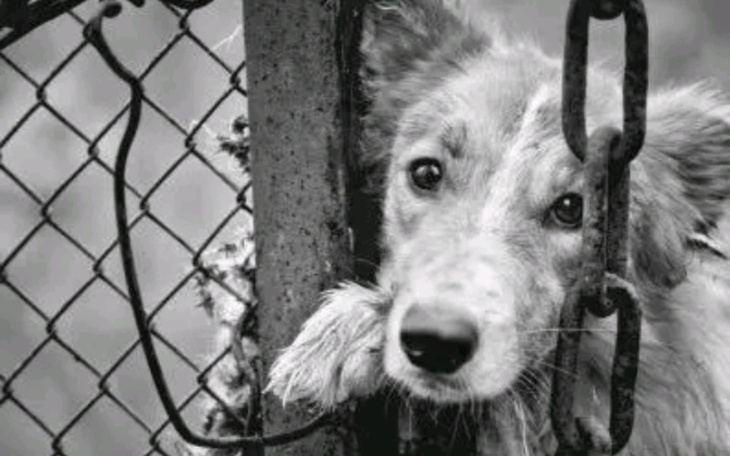 Zbiórka Na schronisko dla psiakow - zdjęcie główne