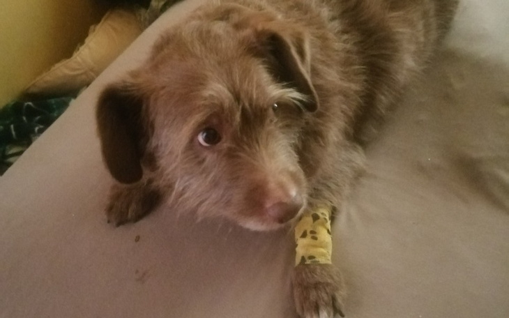 Zbiórka Dla chorego Karmelka - zdjęcie główne