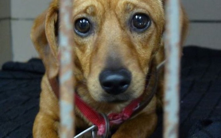 Zbiórka Pomoc dla schroniska Toruń - zdjęcie główne