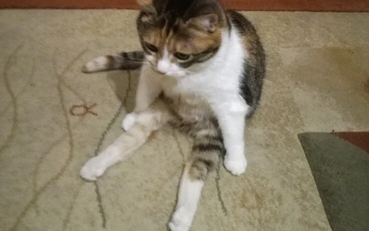 Zbiórka Wózeczek dla spraliżowanej Lusi - zdjęcie główne