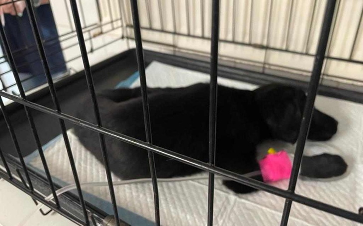 Zbiórka Czy umrą Pomóżcie - zdjęcie główne