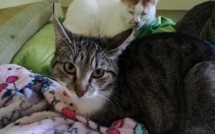 Zbiórka Żwirek na cito potrzebny - zdjęcie główne