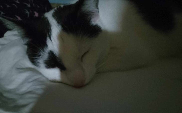 Śpiący kot leżący na poduszce.