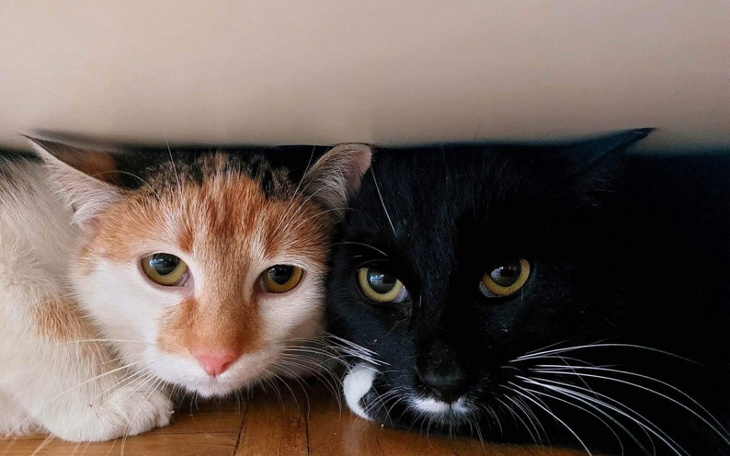 Zbiórka Leśne podrzutki z LasuKabackiego - zdjęcie główne