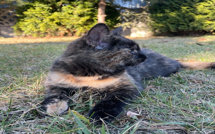 Zbiórka Walka o kotkę - panleukopenia - zdjęcie główne