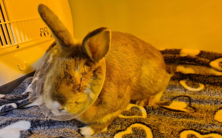 Zbiórka Harlem- kilogram chorób - zdjęcie główne