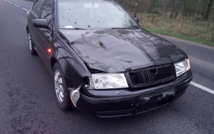 Zbiórka Jelonek - zdjęcie główne