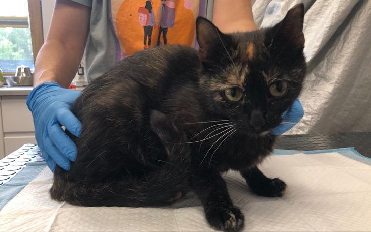 Czarny kotek na stole, wygląda na nieco przestraszonego.