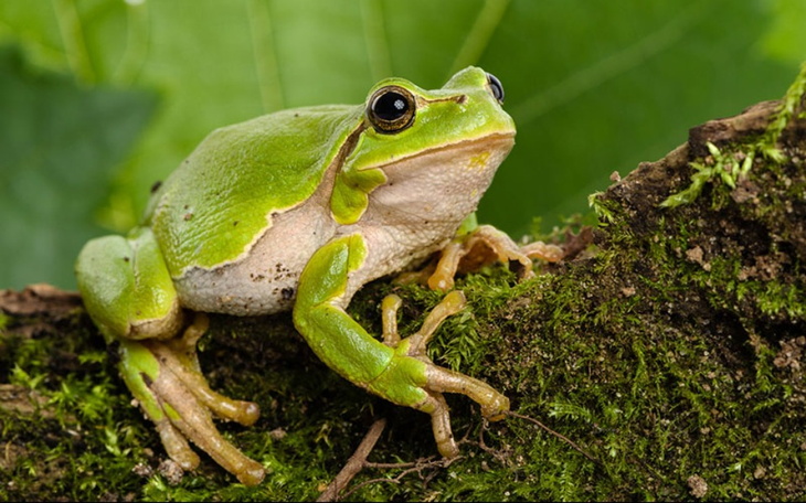 Zbiórka Zbieram na żabę rzekotkę dzrzewn - zdjęcie główne