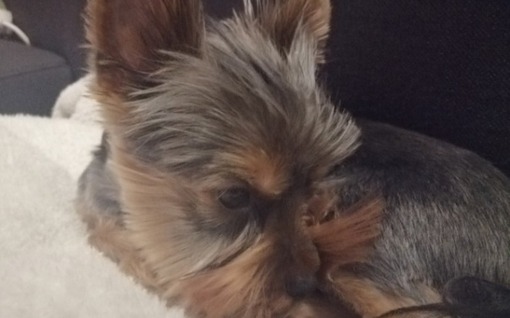 Zbiórka Uratujmy łapki Froda - zdjęcie główne