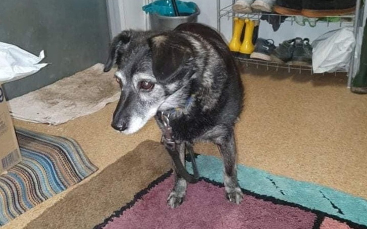 Zbiórka Pomoc starej suni - zdjęcie główne