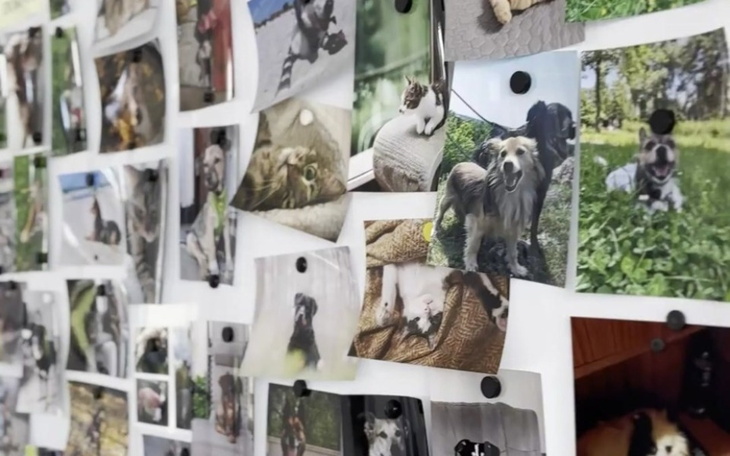 Ściana z fotografiami psów i kotów, pełna radości.
