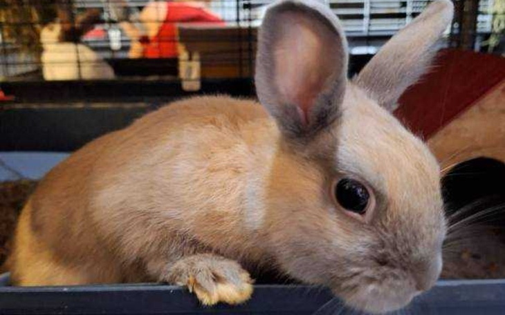 Zbiórka Wsparcie Fundacji Królewskiej - zdjęcie główne