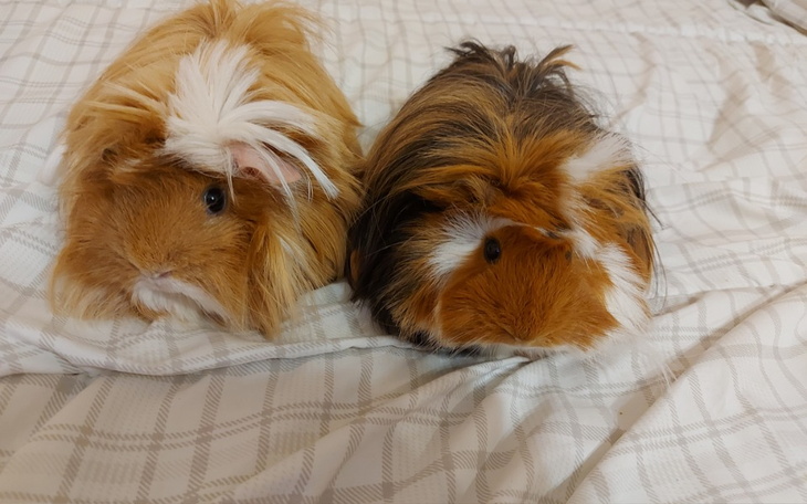 Zbiórka Pomóc w bieżących rachunkach. - zdjęcie główne