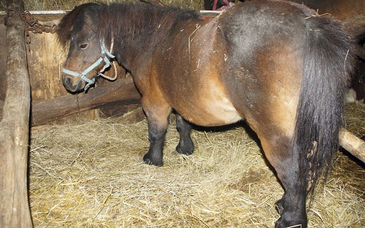 Zbiórka Mały też chce żyć... - zdjęcie główne